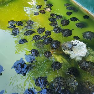 Reptile World Serpentarium - Turtle pool