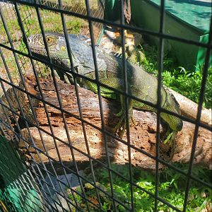 Reptile World Serpentarium - Green Iguana