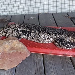 Reptile World Serpentarium - Tegu