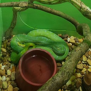 Reptile World Serpentarium - Green Tree Python