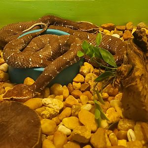 Reptile World Serpentarium - Cantil