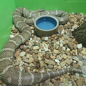 Reptile World Serpentarium - Florida Kingsnake