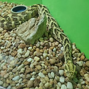 Reptile World Serpentarium - Puff Adder