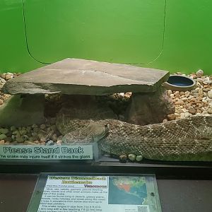 Reptile World Serpentarium - Western Diamondback (with warning)