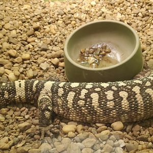 Reptile World Serpentarium - Beaded Lizard