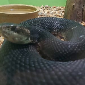 Reptile World Serpentarium - Cottonmouth