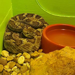 Reptile World Serpentarium - Oregon Rattlesnake