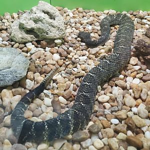 Reptile World Serpentarium - Arizona Black Rattlesnake