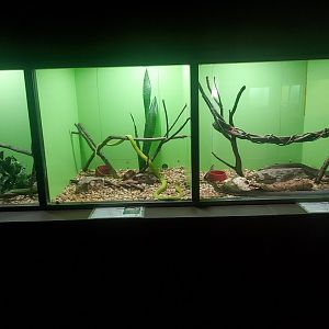Reptile World Serpentarium - Three Mambas