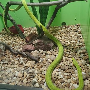 Reptile World Serpentarium - Eastern Green Mamba