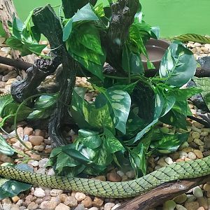 Reptile World Serpentarium - Western Green Mamba