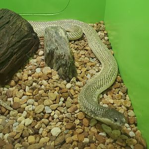 Reptile World Serpentarium - Suphan Cobra