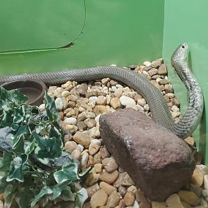 Reptile World Serpentarium - Chinese Cobra