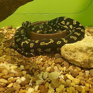 Reptile World Serpentarium - Carpet Python