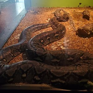 Reptile World Serpentarium - Reticulated Python