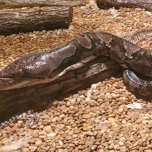 Reptile World Serpentarium - Reticulated Python closeup