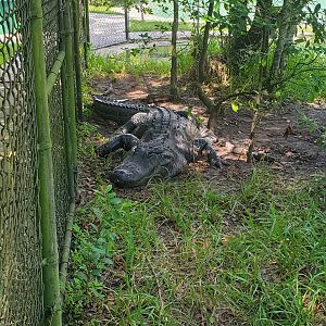 Reptile World Serpentarium - American Alligator