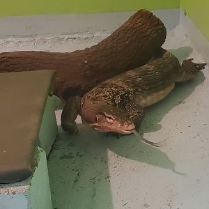 Reptile World Serpentarium - Asian Water Monitor