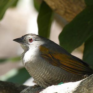 Bird ID? - San Diego Zoo