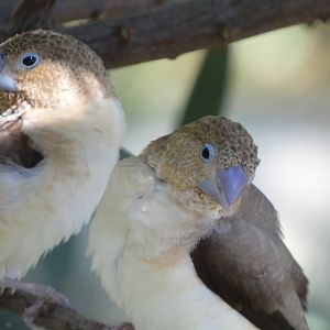 Bird ID? - San Diego Zoo