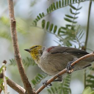 Bird ID? - San Diego Zoo
