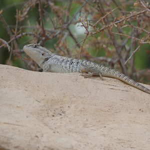 Reptile ID? - San Diego Zoo (Wild)