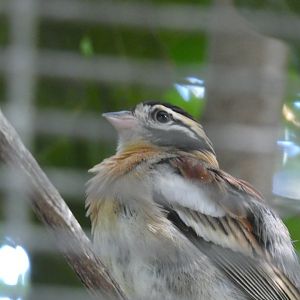 Bird ID? - San Diego Zoo