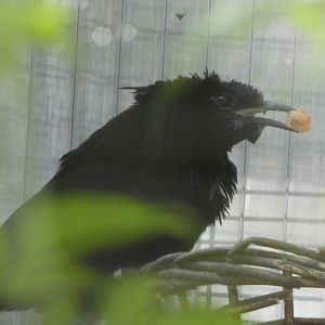 Bird ID? - San Diego Zoo