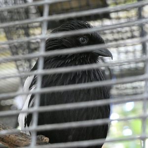 Bird ID? - San Diego Zoo