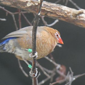 Bird ID? - San Diego Zoo