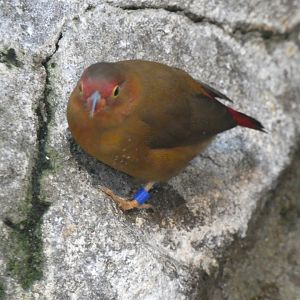 Bird ID? - San Diego Zoo