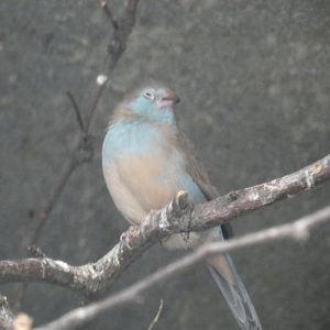 Bird ID? - San Diego Zoo