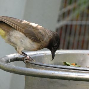 Bird ID? - San Diego Zoo