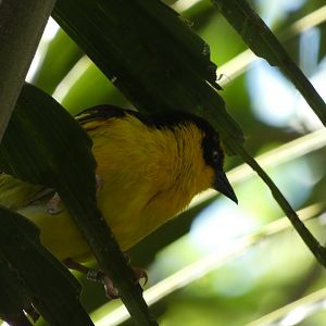 Bird ID? - San Diego Zoo
