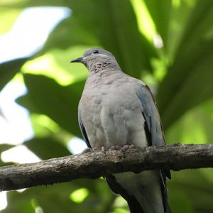 Bird ID? - San Diego Zoo