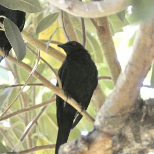 Bird ID? - San Diego Zoo
