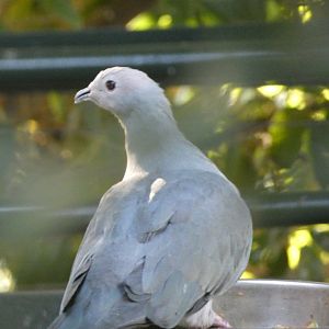 Bird ID? - San Diego Zoo