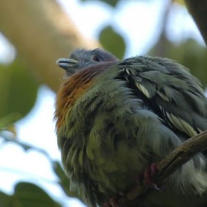 Bird ID? - San Diego Zoo
