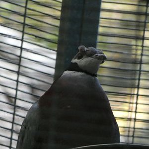 Bird ID? - San Diego Zoo
