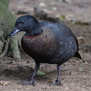 Paradise shelduck (Tadorna variegata), male
