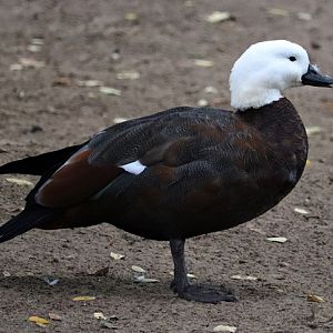 Paradise shelduck (Tadorna variegata), female