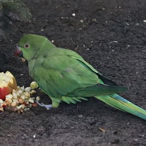 Rose-ringed parakeet (Psittacula krameri)