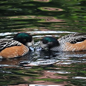Chiloé wigeons (Mareca sibilatrix)