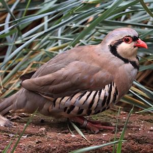 Alpine rock partridge (Alectoris graeca saxatilis)