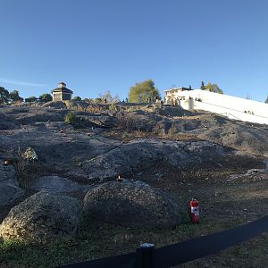 Amur fires at Night of the cats