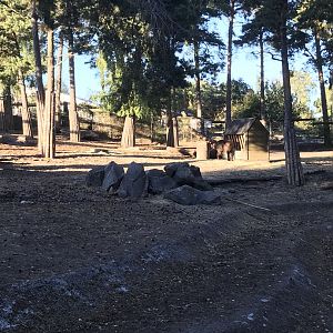 Mishmi takin enclosure