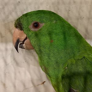 Pacific or Nicaraguan conure - Psittacara strenuus