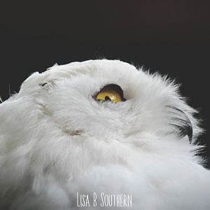 Snowy Owl