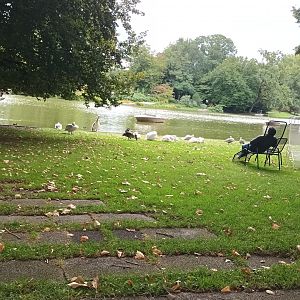 General View of Zoo Lake, Boat Ride and freeroaming Dalmatian Pelicans