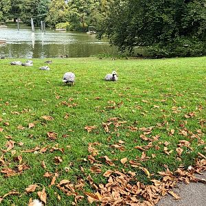General View of Zoo Lake and freeroaming Emperor Geese